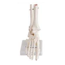 Life-size Human Foot Joint skeleton Model